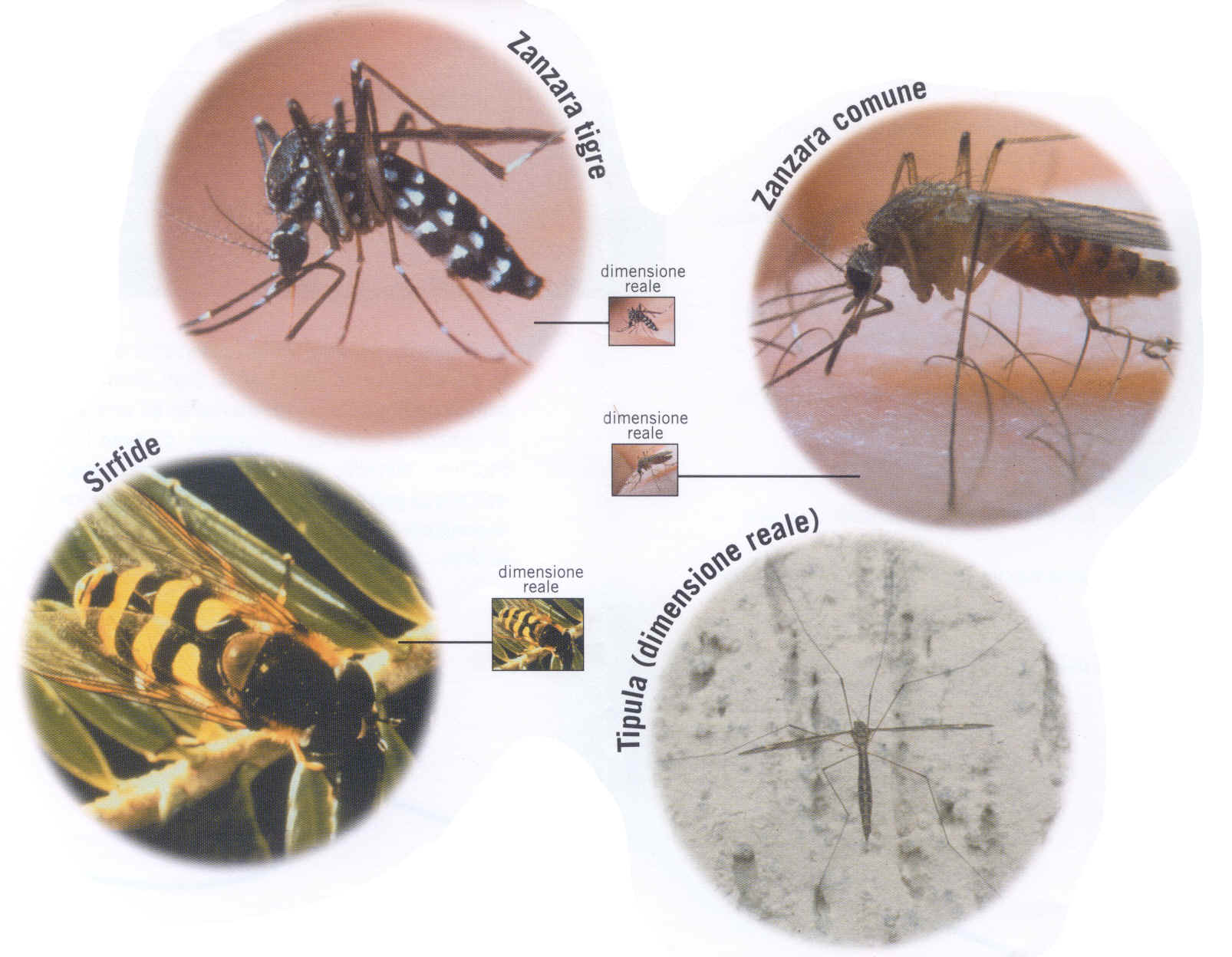 Tigrt mosquito and common mosquito